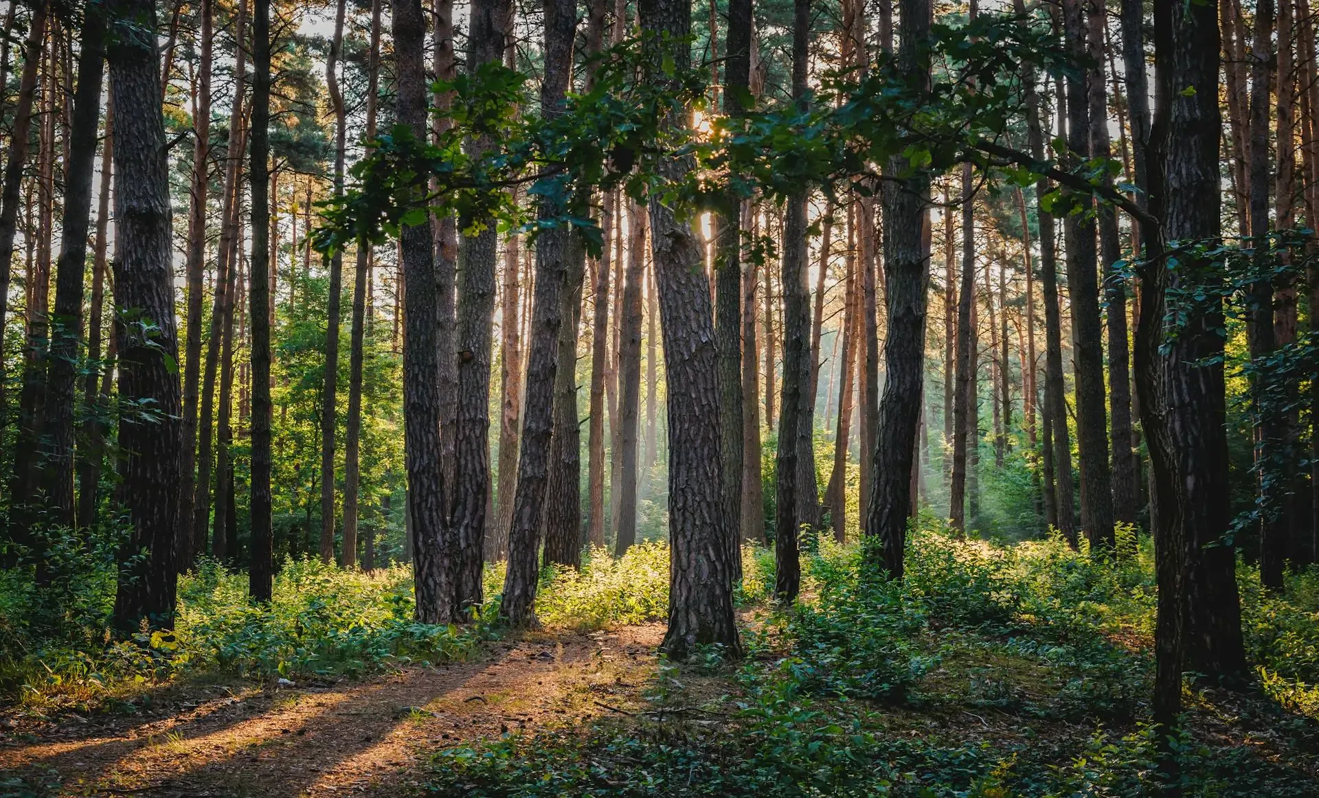 A sunlit forest with tall trees casting shadows on the ground, creating a serene and tranquil atmosphere.
